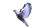 another dove